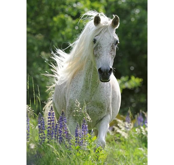 Ravensburger puslespill 100 stk Hvit hest