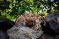 Miniatyrbild 9 av 10: 3D Träpussel Hexapod Utforskare uGEARS