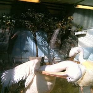 Agent Blå - Medium Rare (Maxisingle)