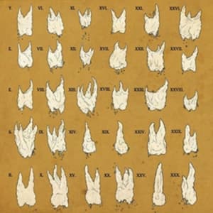 Yeesh - Confirmation Bias (LP)