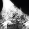 Miniatyrbilde 1 av 2: Godspeed You! Black Emperor - Asunder, Sweet And Other Distress ( (LP)