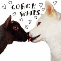 Coachwhips - Bangers Vs Fuckers (LP)