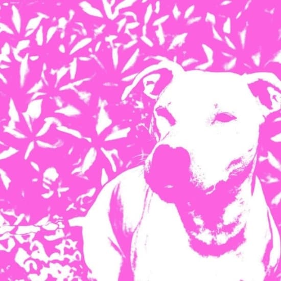 Jenna And The Pups & Hirs Collectiv - Split (LP)
