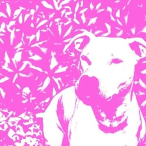 Jenna And The Pups & Hirs Collectiv - Split (LP)