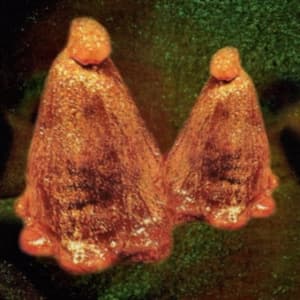 Black To Comm - Oocyte Oil & Stolen Androgens (LP)