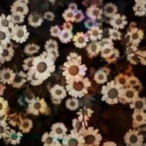 L'orange - The World Is Still Chaos, But I Fee (LP)