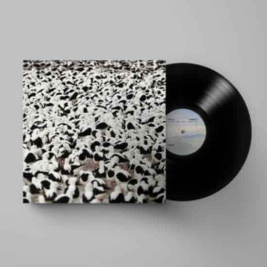 Stella Donnelly - Flood (LP)