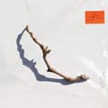 Pikkukuva 3 / 3: Harvey Pj - I Inside The Old Year Dying (LP)