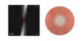 Miniatyrbillede 1 af 2: Strokes The - First Impressions Of Earth (LP)