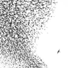 Wilco - Sky Blue Sky (LP)