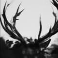 Miniatyrbild 2 av 2: Ihsahn - Ihsahn (LP)