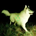 Miniatyrbillede 1 af 2: Real Farmer - Compare What's There (Fluorescent G (LP)