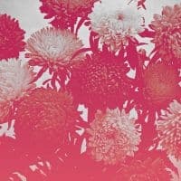 Amelia Courthouse - Broken Things (LP)