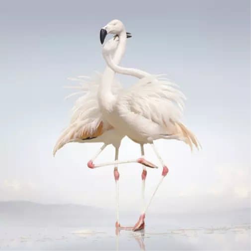 Rustie Green Language (Vinyl) 12″ Album New