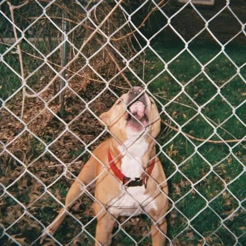 Knocked Loose Pop Culture (Vinyl) 12″ EP Coloured Vinyl New
