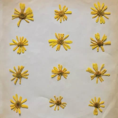The Molochs Flowers in the Spring (Vinyl) 12″ Album New