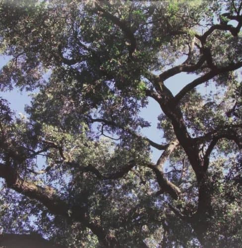 Trees (Green) New