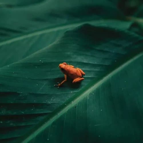 Ingredient Ingredient (Vinyl) New