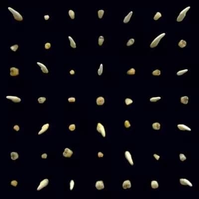 clipping. Visions of Bodies Being Burned (Vinyl) 12″ Album New