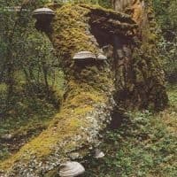 Jelinek Jan - Kosmischer Pitch (Reissue) (LP)