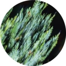 Tilliander - Ofog Ep (Maxisingle)