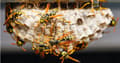 Miniatyrbillede 11 af 11: BROS HVEPSESPRAY MOD HVEPSER OG GEMHESSER SPRAY 300 ml