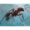 Miniatyrbild 3 av 3: Antworks: Vivarium för myror med led evolutionär miljö med vetenskapsspelbelysning
