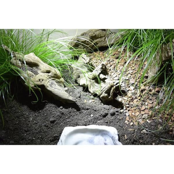 Lucky Reptile Jungle Sängkläder Set - SLJ020