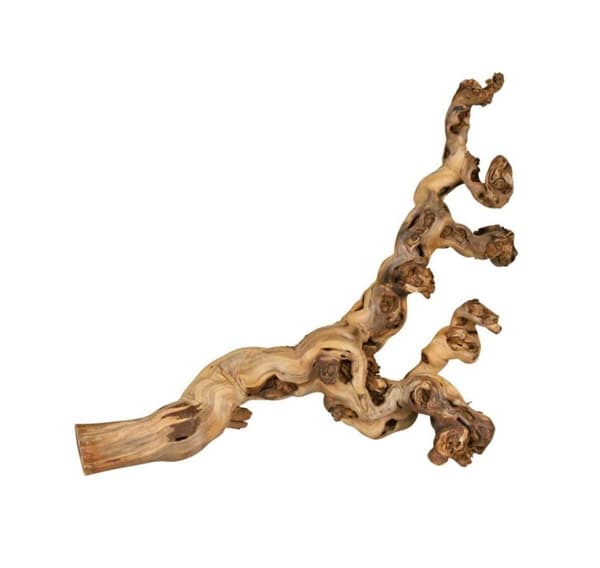 Terraariokoriste, viiniköynnös, vesipuhallettu, XL: 55–80 cm