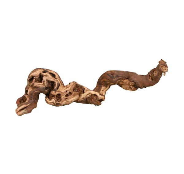 Terrariedekoration, vindrue, vandblæst, M: 30–40 cm