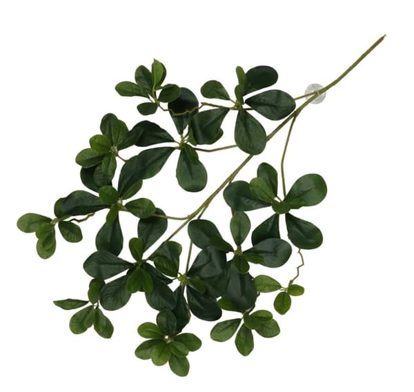 Hængende plante med sugekopper Aralia 60x30x6cm grøn