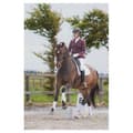 Miniatyrbillede 5 af 5: Harry´s Horse Crystal Jakke  3XL