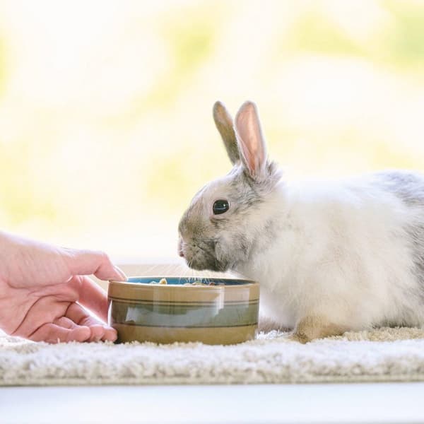 Beaphar Care+ Kaninfoder til kaniner - 1,5 kg