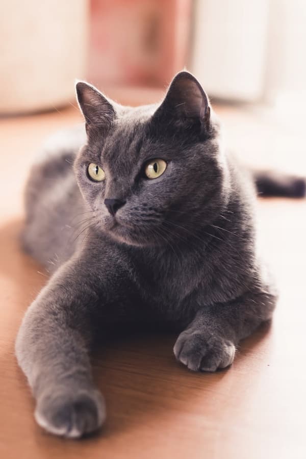 Rafi CAT Torrfoder för katter KYCKLING 7 kg