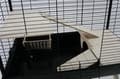 Miniatyrbillede 5 af 9: Zolux Cage Neo Muki Large Gnavere H58, sort
