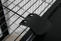 Miniatyrbillede 3 af 3: Zolux Cage Neo Cozy Large Rodents H80, sort farve
