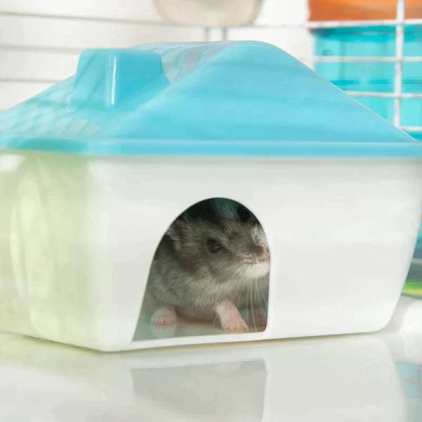 Rootzin hamsterin häkki - Suuri hamsterin häkki - Monikerroksinen Gerbil Haven - Pienjyrsijätalo - Tunneliputkijärjestelmä - Vesipullolla - Harjoitusp