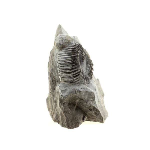Ammonit Pyritisée - Stenar och Mineraler - 423,0 ct - Äkthetscertifikat - 50x50x30 mm - Aveyron