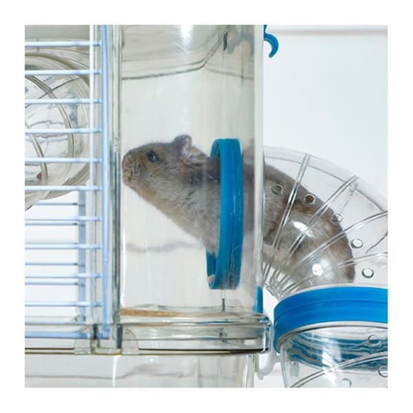 Bur Rody 3 Trio för Blå Hamster