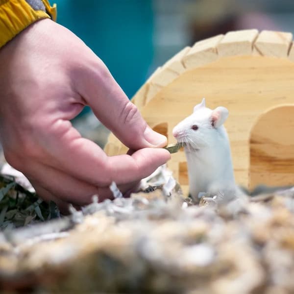 Relaxdays Hus för hamster (dvärg) och mus, i trä, burstillbehör, H x B x D: ca 10 x 18,5 x 13 cm, natur