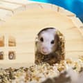 Miniatyrbild 5 av 6: Relaxdays Hus för hamster (dvärg) och mus, i trä, burstillbehör, H x B x D: ca 10 x 18,5 x 13 cm, natur
