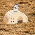 Miniatyrbild 2 av 6: Relaxdays Hus för hamster (dvärg) och mus, i trä, burstillbehör, H x B x D: ca 10 x 18,5 x 13 cm, natur