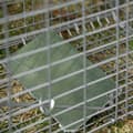 Pikkukuva 4 / 7: Rootz Foldble Fishing Cage - Trap Cage - Animal Catcher - Helppo asennus - 81 cm x 26cm x 34,5 cm teräshopea