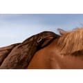 Miniatyrbild 3 av 3: Norton Equestrian Sadelunderlägg För Allmänna ändamål Cru Confort Fs Brun Full
