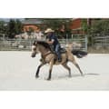 Miniatyrbillede 6 af 6: Westride Sadel Arvada Gylden 16´´