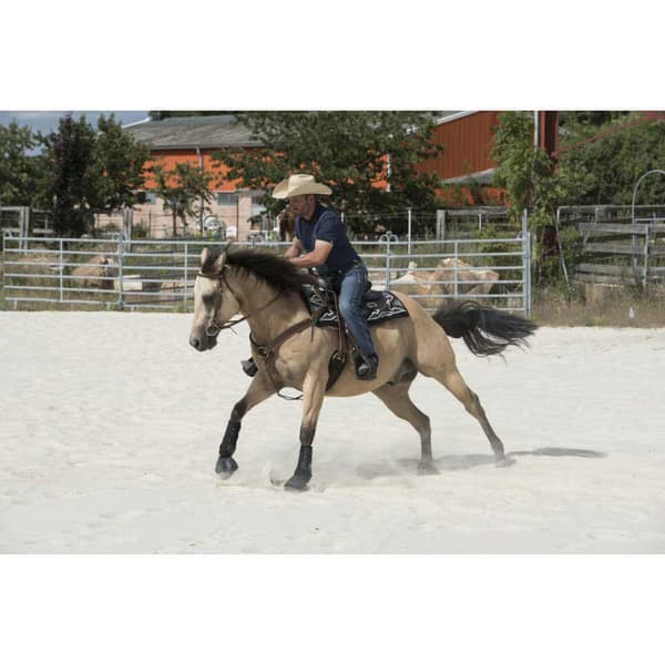 Westride Sadel Arvada Gylden 16´´