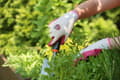 Miniatyrbillede 2 af 2: Gardenia-belagte havehandsker (størrelse L)