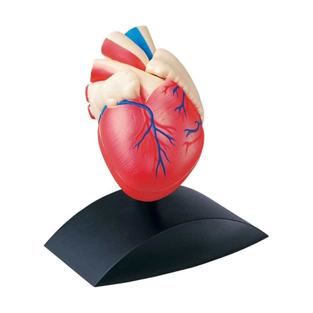 Anatomiskt hjärta Skala 1:1
