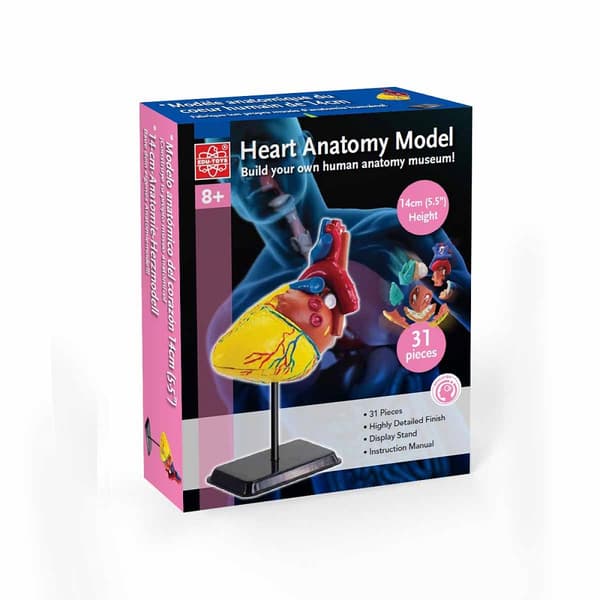 Anatomisk modell Hjärta 14 cm 31 delar