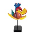 Miniatyrbild 2 av 4: Anatomisk modell Hjärta 14 cm 31 delar